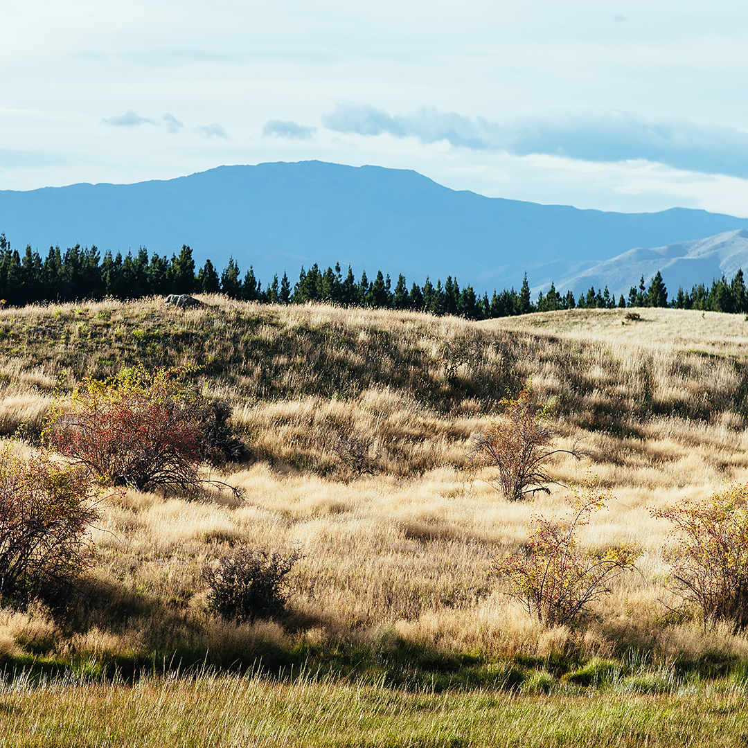 New Zealand Photographic Print / New Zealand Photography