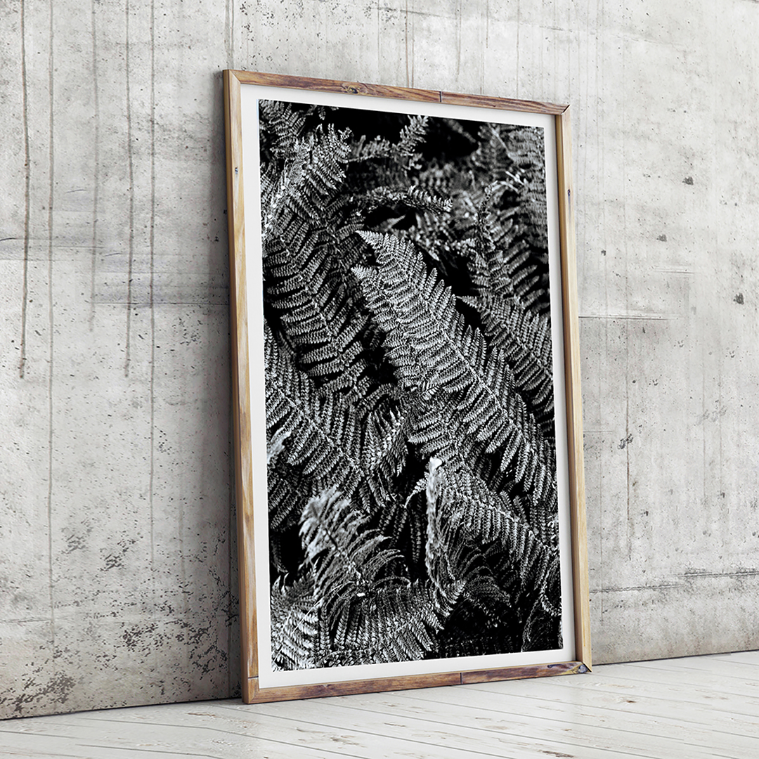 Fern Wall / Monochrome Interior / Black and white print