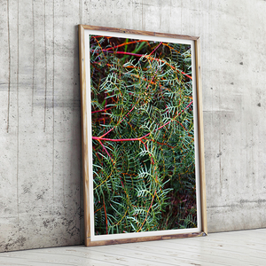 botanicals print / greenery print / new zealand print