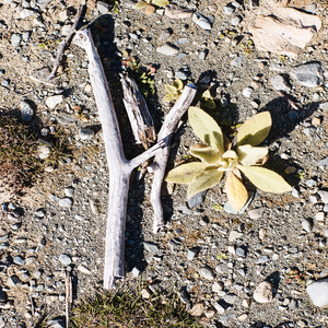 Beach Objects / Found objects