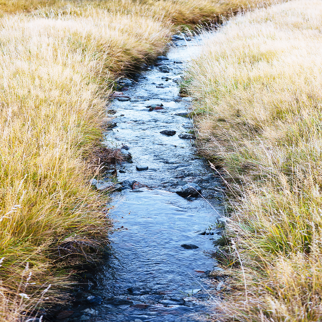 New Zealand Print / Grass Print