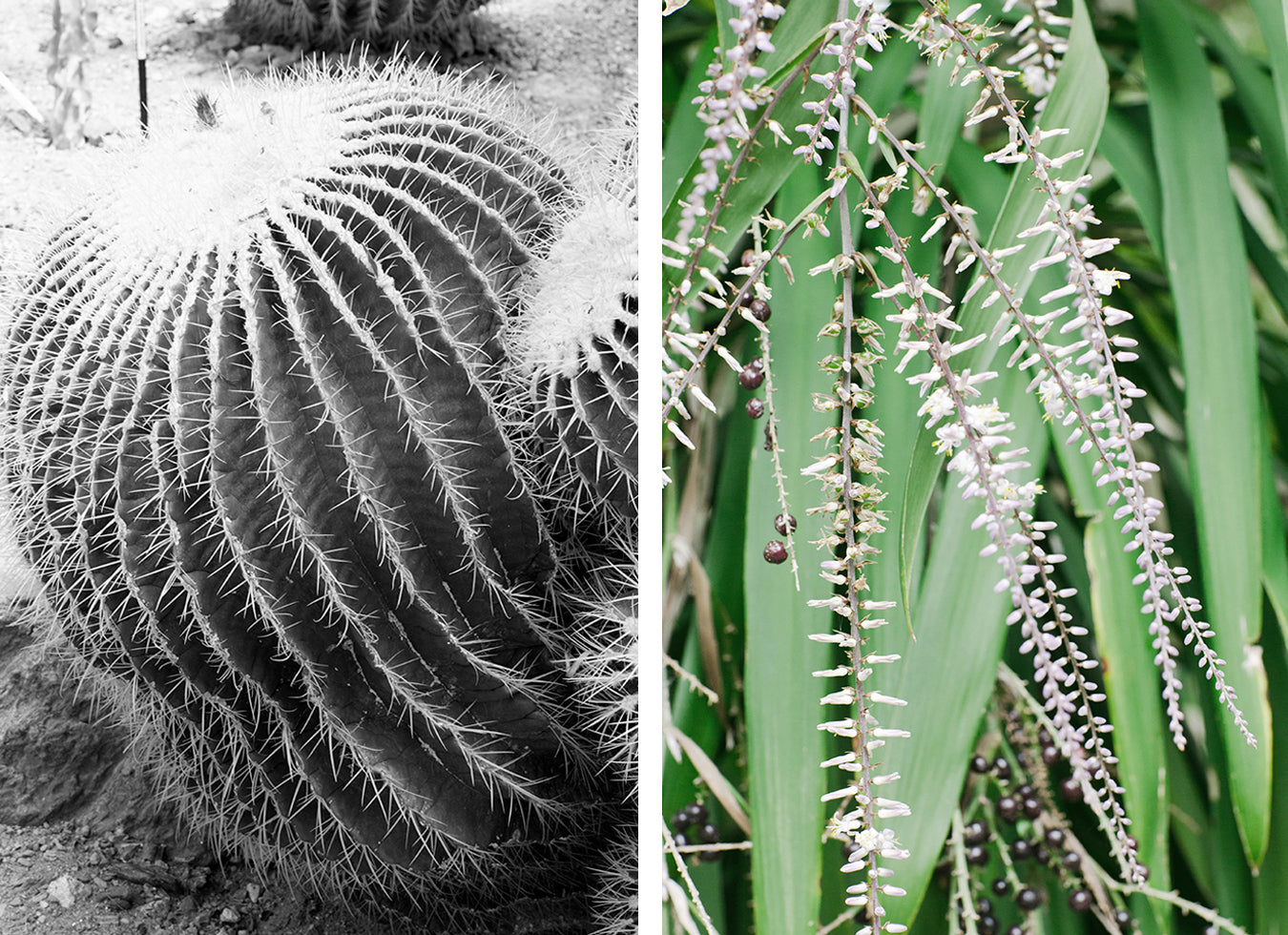 New print series launching soon!