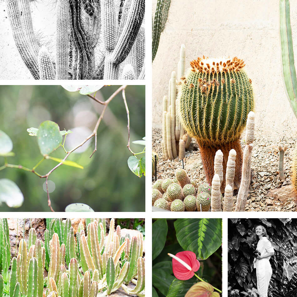 Brisbane Art - Botanical Gardens Brisbane Inspiration Board