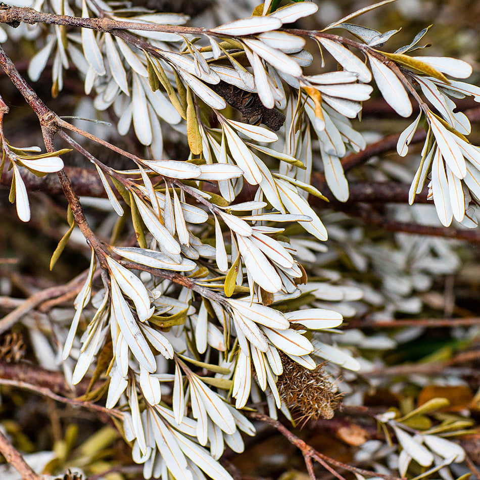 Beach Art Print / Natural Interior / Coastal Photographic Print