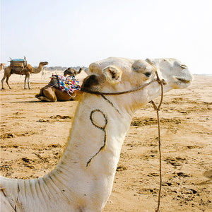 Travel Photography / Moroccan Artwork / Beach Print