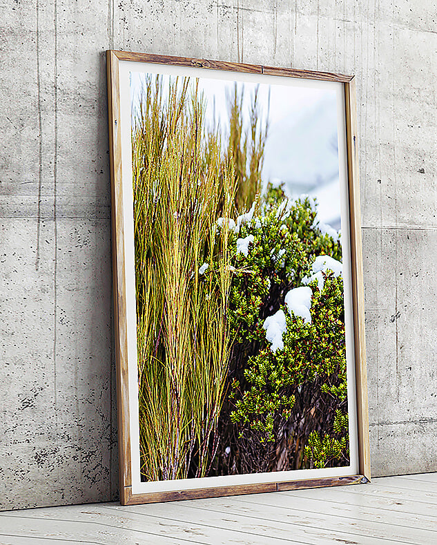 natural interior grass print coastal home photographic print new zealand photographic print of grass and nature for natural home interior