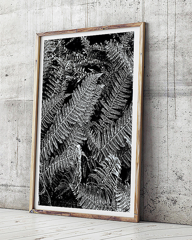 black and white interior black and white print leaves photo print abstract photo print of leaves and greenery photographic print of new zealand